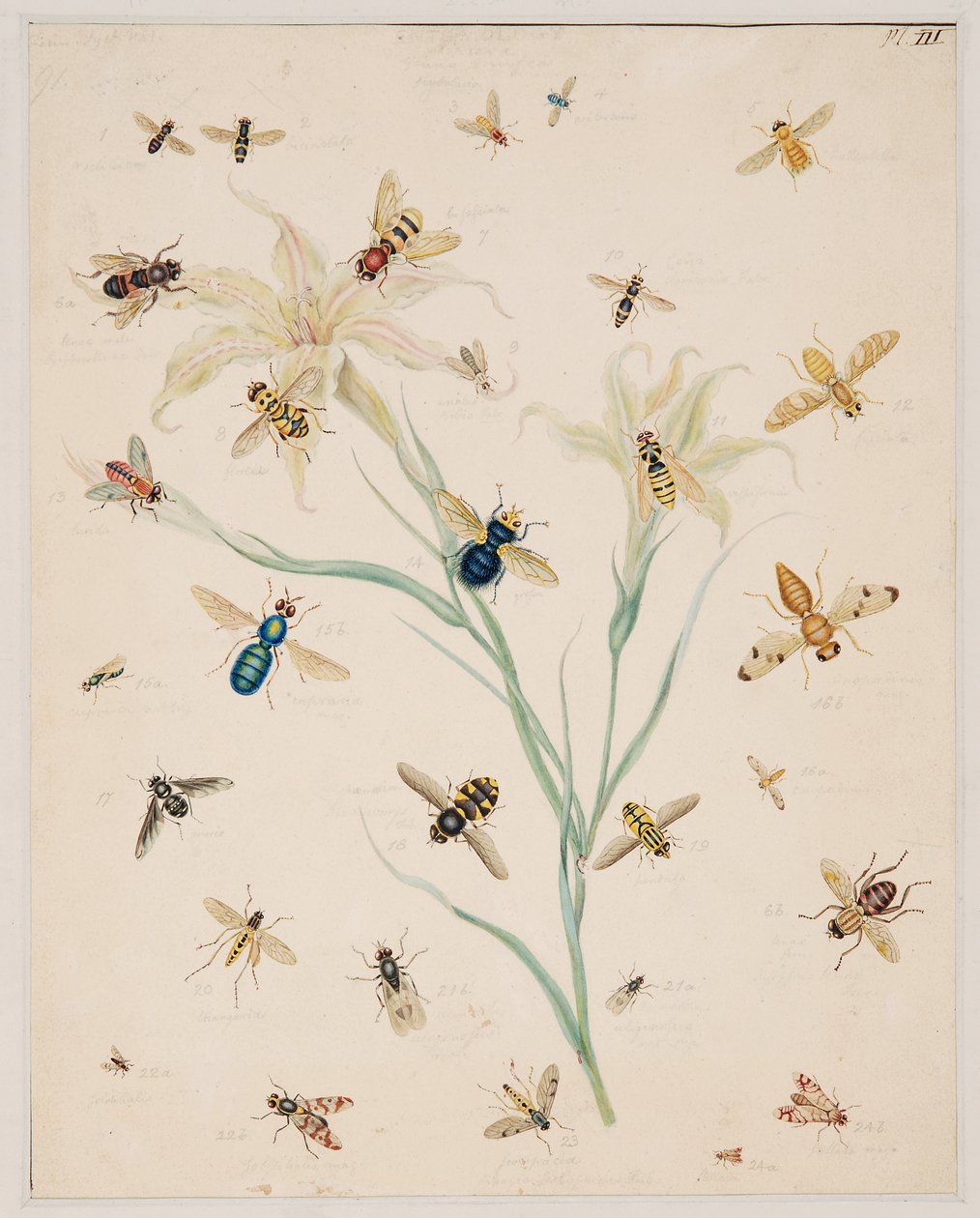 Estudos de Animais Invertebrados, Volume II de Edward Donovan