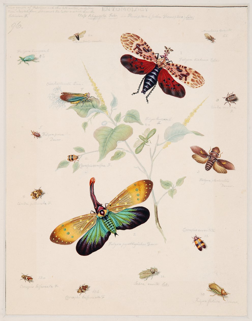Estudos de Animais Invertebrados, Volume II de Edward Donovan
