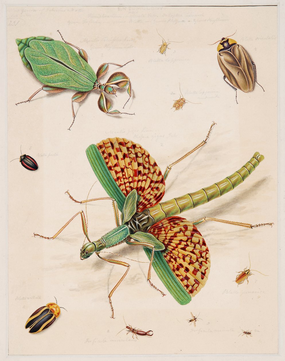 Estudos de Animais Invertebrados, Volume II de Edward Donovan