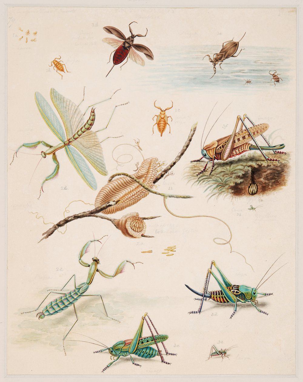 Estudos de Animais Invertebrados, Volume II de Edward Donovan