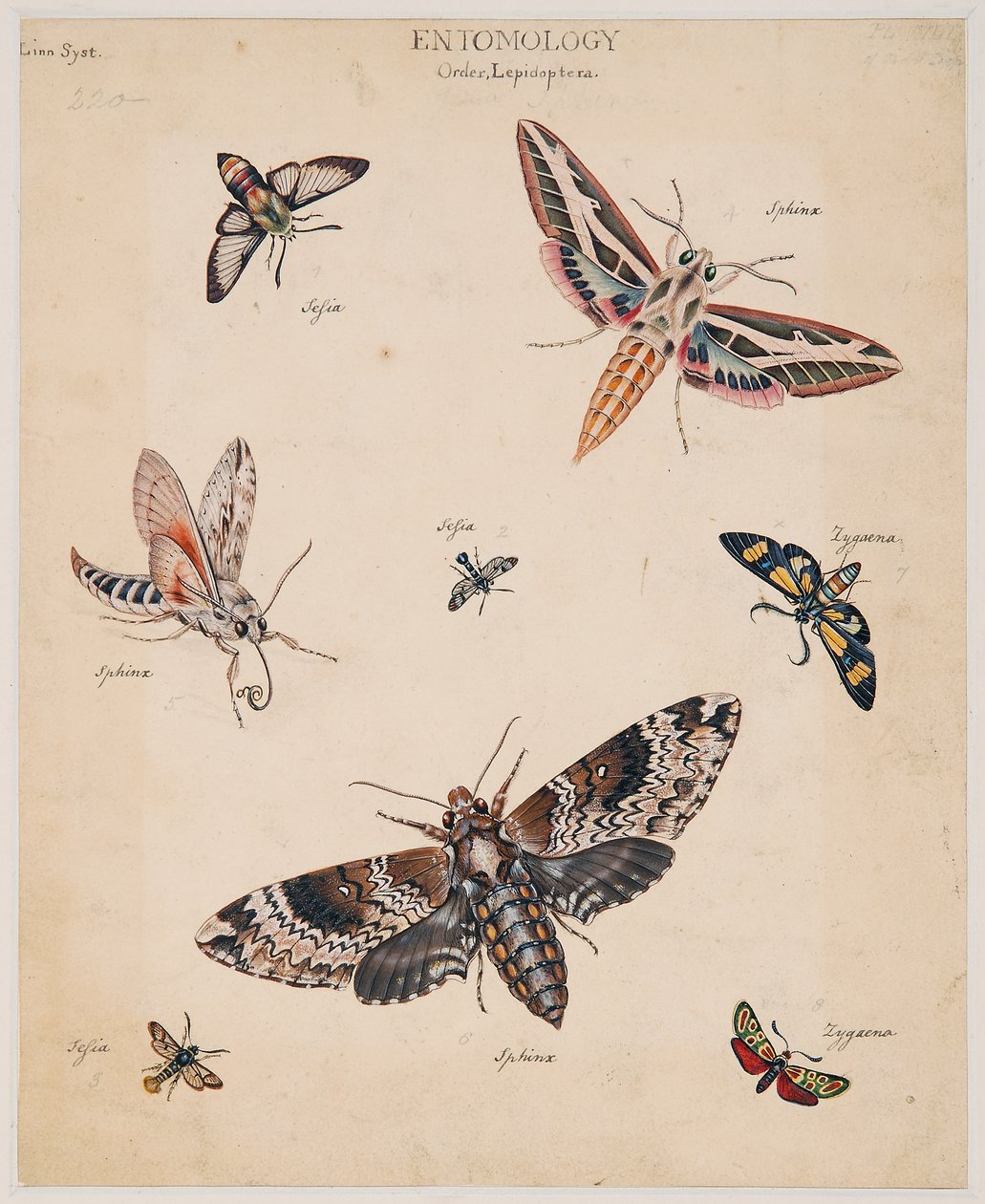 Estudos de Animais Invertebrados, Volume II de Edward Donovan