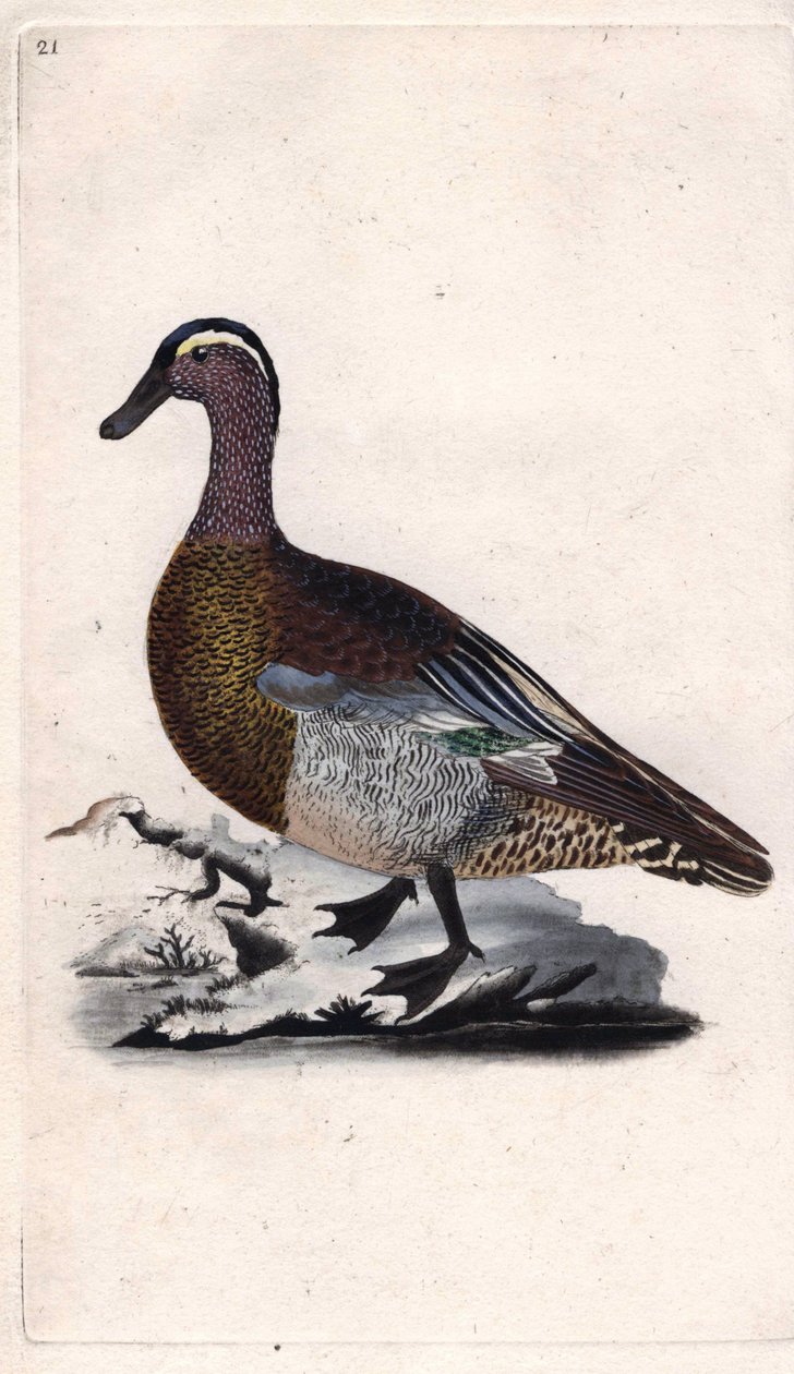 Marreco de Verão. Anas querquedula. Gravura em cobre de Edward Donovan (1768-1837), publicada na Histoire naturelle des oiseaux britanniques, Londres. de Edward Donovan