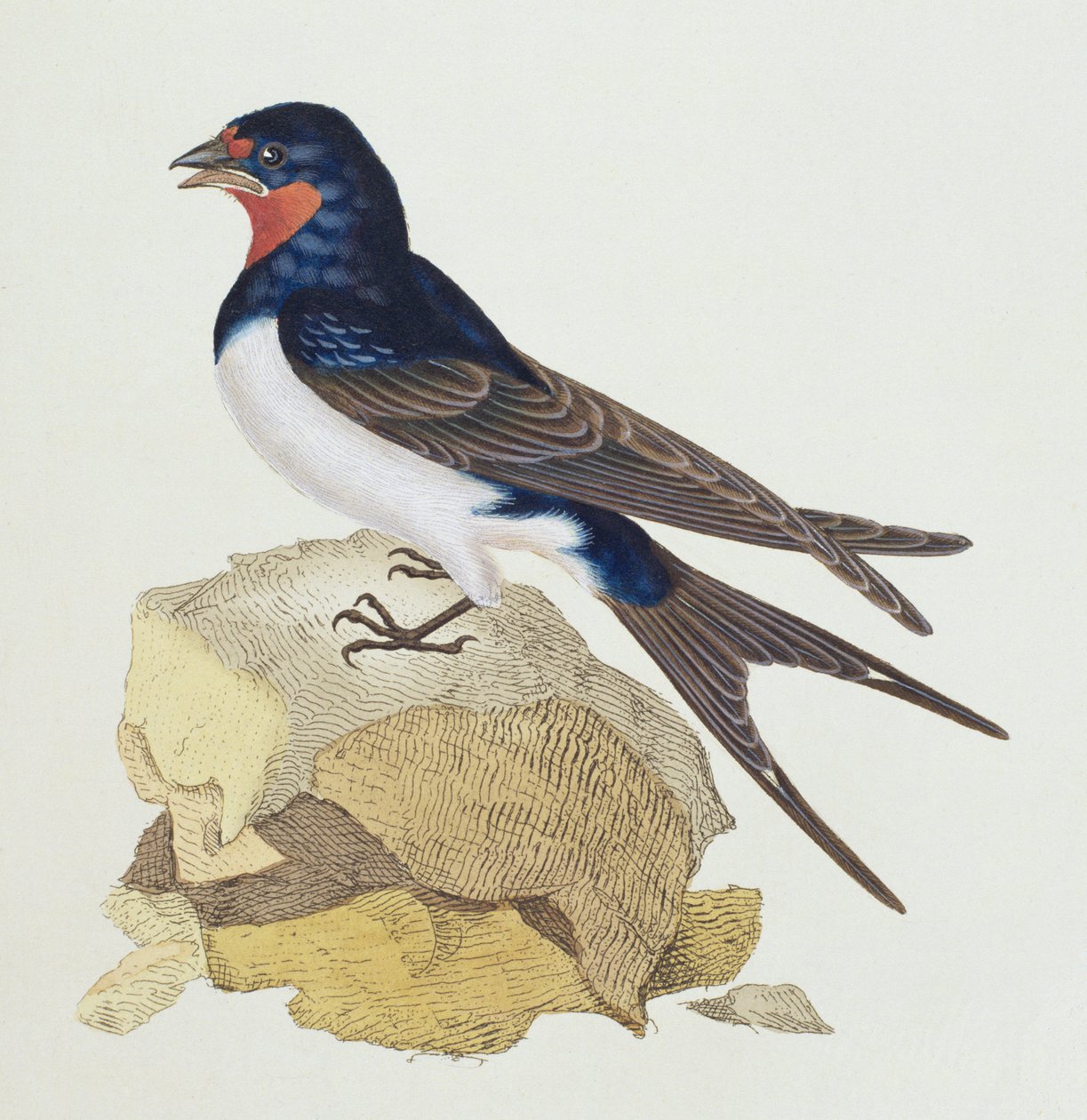 Andorinha da &39;História das Aves Britânicas&39;, 1799 de Edward Donovan