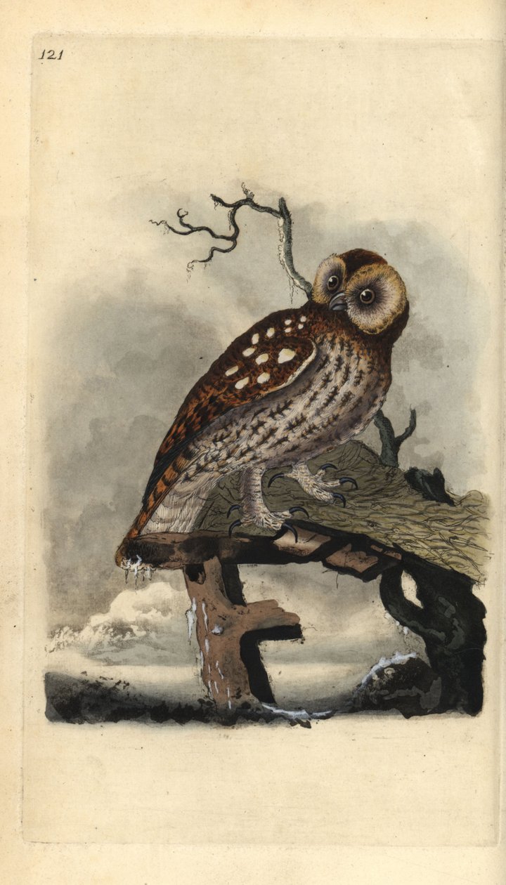 Coruja Tawny, Strix aluco. Placa de cobre colorida à mão, desenhada e gravada por Edward Donovan a partir de sua própria "Natural History of British Birds", Londres. de Edward Donovan