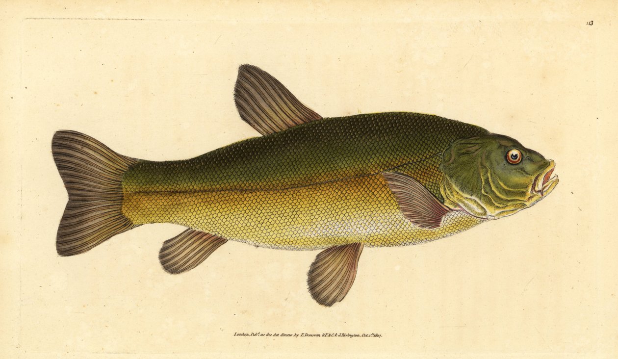 Tench, Tinca tinca (Cyprinus tinca). Placa de cobre colorida à mão desenhada e gravada por Edward Donovan da sua História Natural dos Peixes Britânicos, Donovan e F.C. e J. Rivington, Londres. de Edward Donovan