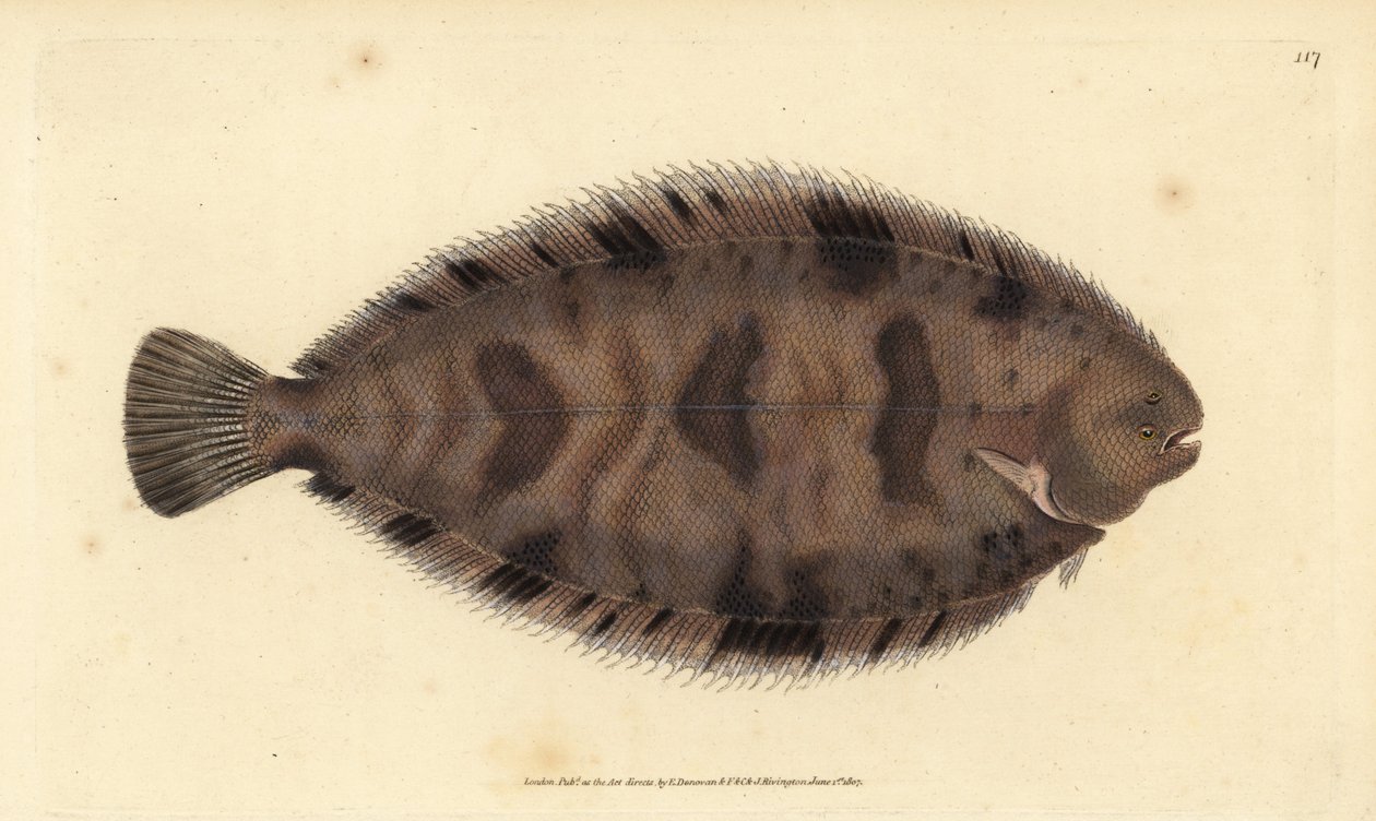 Thickback sole, Microchirus variegatus (sola variegada, Pleuronectes variegatus). Placa de cobre colorida à mão desenhada e gravada por Edward Donovan a partir de sua História Natural dos Peixes Britânicos, Donovan e F.C. e J. Rivington, Londres de Edward Donovan