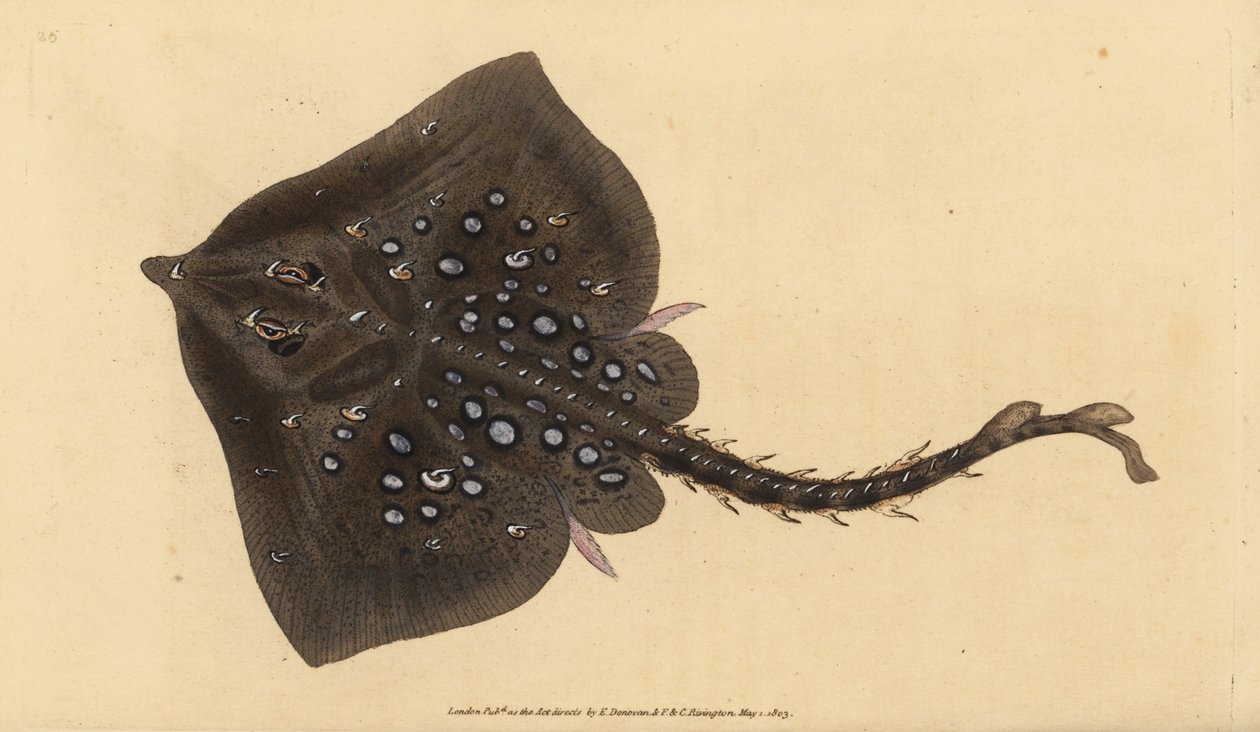 Thornback skate, Raja clavata. Quase ameaçado. Placa de cobre colorida à mão desenhada e gravada por Edward Donovan a partir de sua História Natural dos Peixes Britânicos, Donovan e F.C. e J. Rivington, Londres. de Edward Donovan