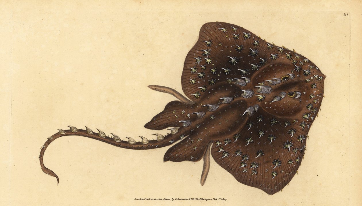 Thorny skate, Amblyraja radiata (Raja radiata, Raja radiata). Vulnerável. Placa de cobre colorida à mão desenhada e gravada por Edward Donovan a partir de sua História Natural dos Peixes Britânicos, Donovan e F.C. e J. Rivington, Londres. de Edward Donovan