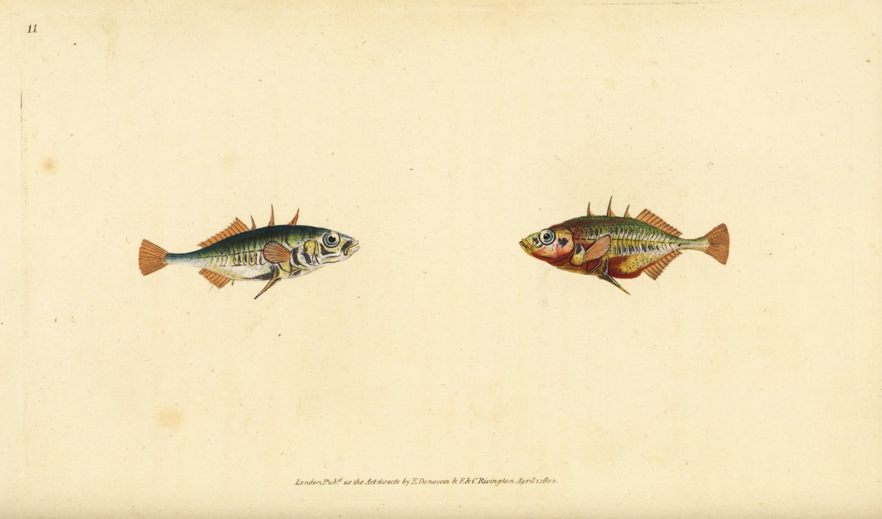 Gasterosteus aculeatus, de três espinhos. Placa de cobre colorida à mão, desenhada e gravada por Edward Donovan a partir de sua História Natural dos Peixes Britânicos, Donovan e F.C. e J. Rivington, Londres. de Edward Donovan