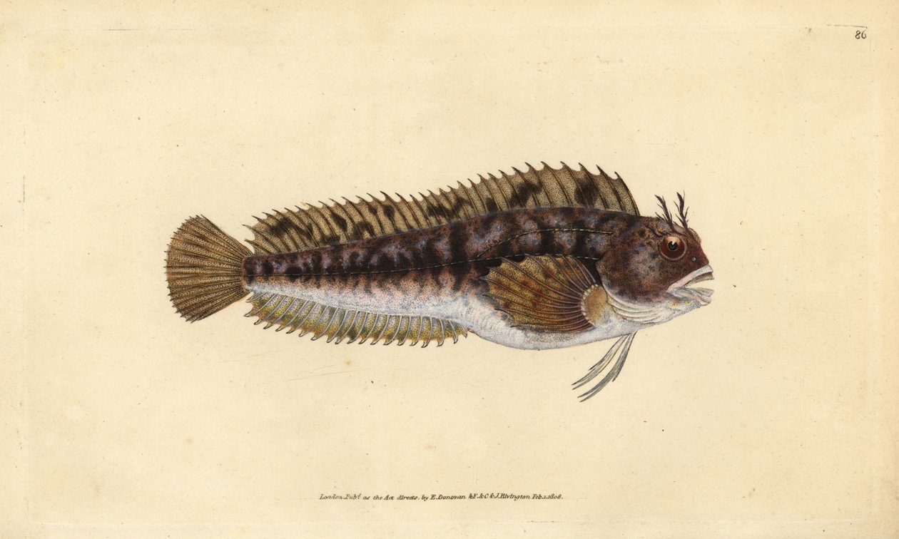 Tompot blenny, Parablennius gattorugine (Gattorugine, Blennius gattorugine). Placa de cobre colorida à mão desenhada e gravada por Edward Donovan da sua História Natural dos Peixes Britânicos, Donovan e F.C. e J. Rivington, Londres de Edward Donovan