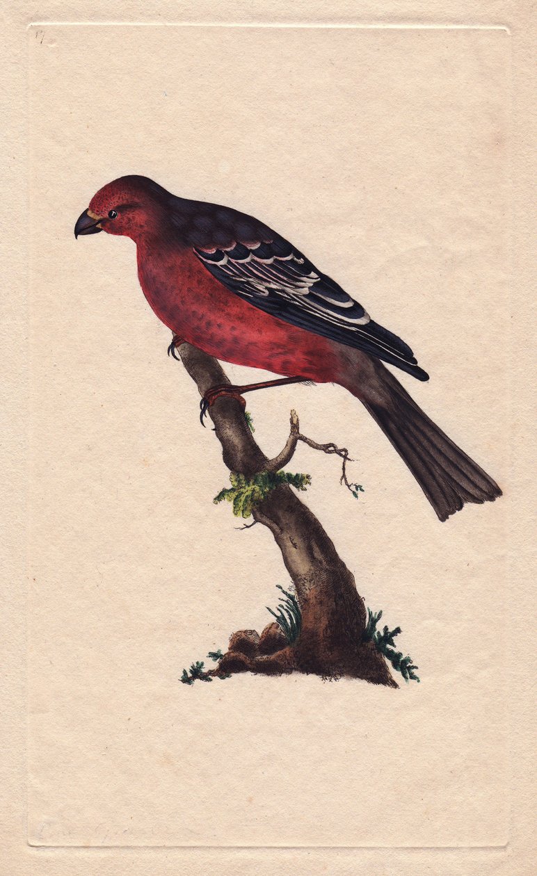Árvores. Enucleador de Pinicola (enucleador de Loxia). Gravura em cobre de Edward Donovan (1768-1837), publicada na Histoire naturelle des oiseaux britanniques, Londres. de Edward Donovan