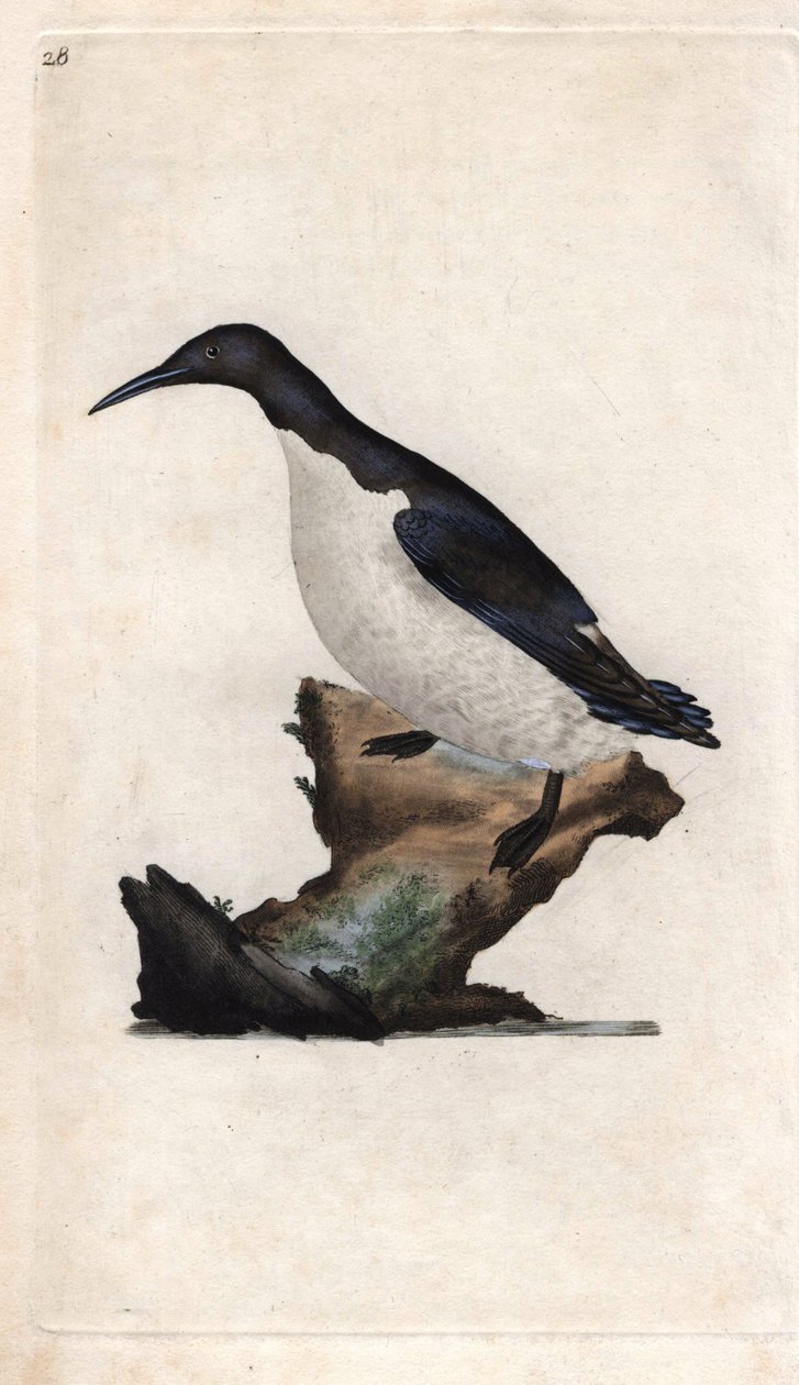 A ressurreicão de Troil. Uria aalge (Troile de Colymbus). Gravura em cobre de Edward Donovan (1768-1837), publicada na Histoire naturelle des oiseaux britanniques, Londres. de Edward Donovan