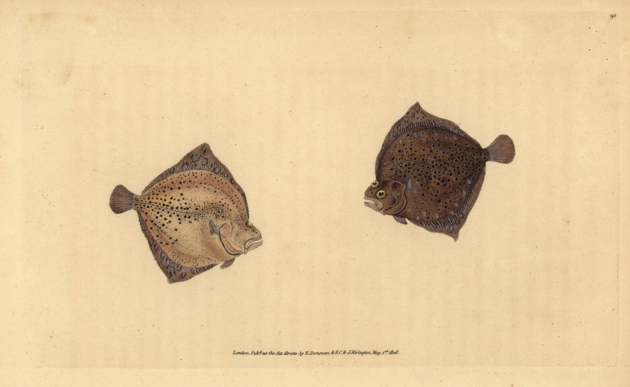 Turbot, Scophthalmus maximus (Cyclops flounder, Pleuronectes cyclops). Placa de cobre colorida à mão desenhada e gravada por Edward Donovan a partir de sua História Natural dos Peixes Britânicos, Donovan e F.C. e J. Rivington, Londres. de Edward Donovan