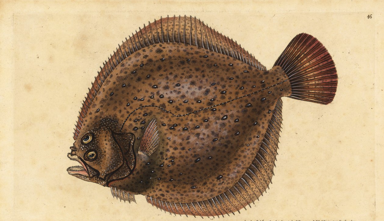 Turbot, Scophthalmus maximus (Pleuronectes maximus). Placa de cobre colorida à mão desenhada e gravada por Edward Donovan a partir de sua História Natural dos Peixes Britânicos, Donovan e F.C. e J. Rivington, Londres. de Edward Donovan