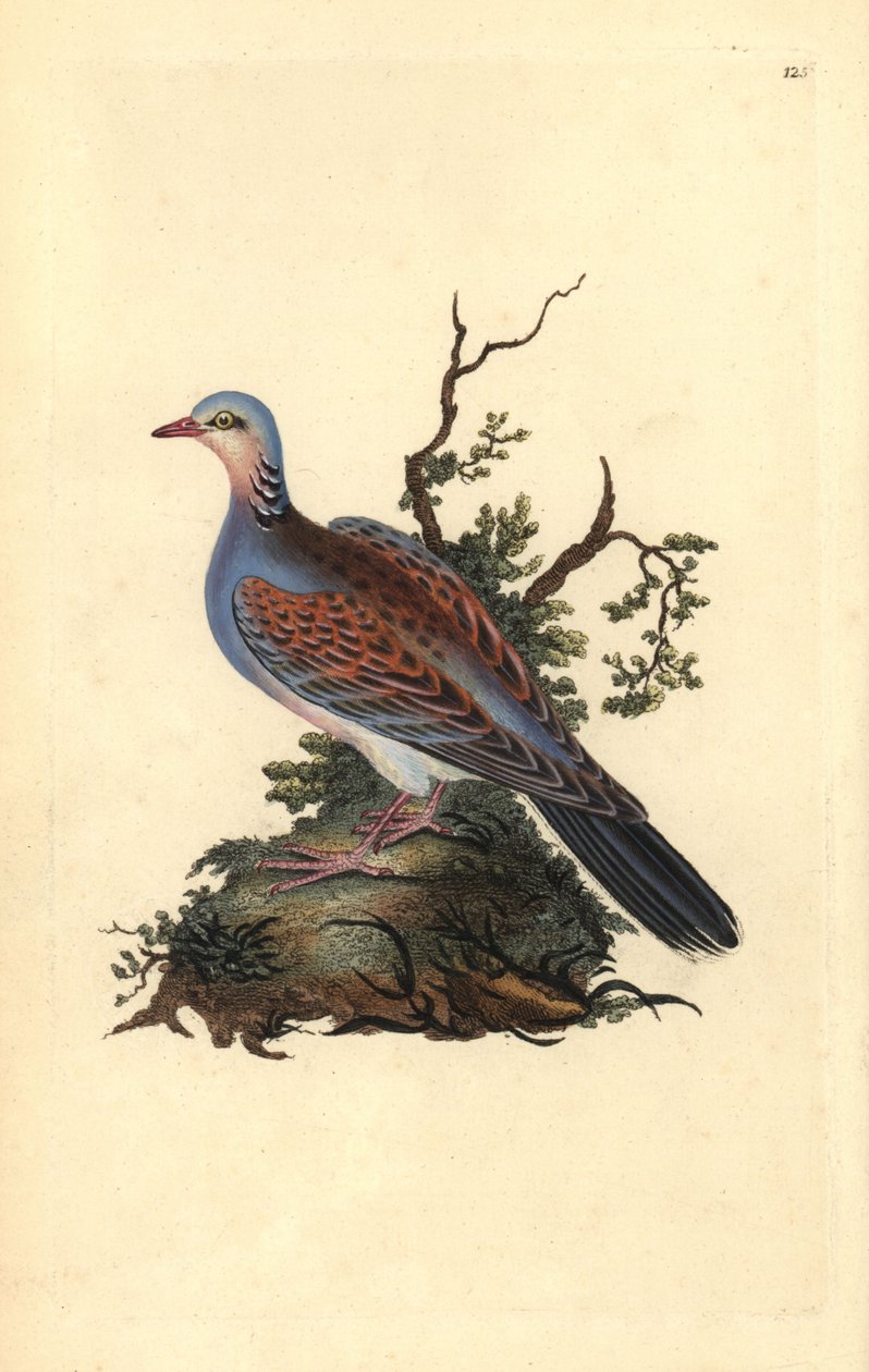 Pombinha-tartaruga, Streptopelia turtur. Placa de cobre colorida à mão desenhada e gravada por Edward Donovan a partir da sua própria "História Natural das Aves Britânicas" (1794-1819). Edward Donovan (1768-1837) foi um zoólogo amador anglo-irlandês, escri de Edward Donovan
