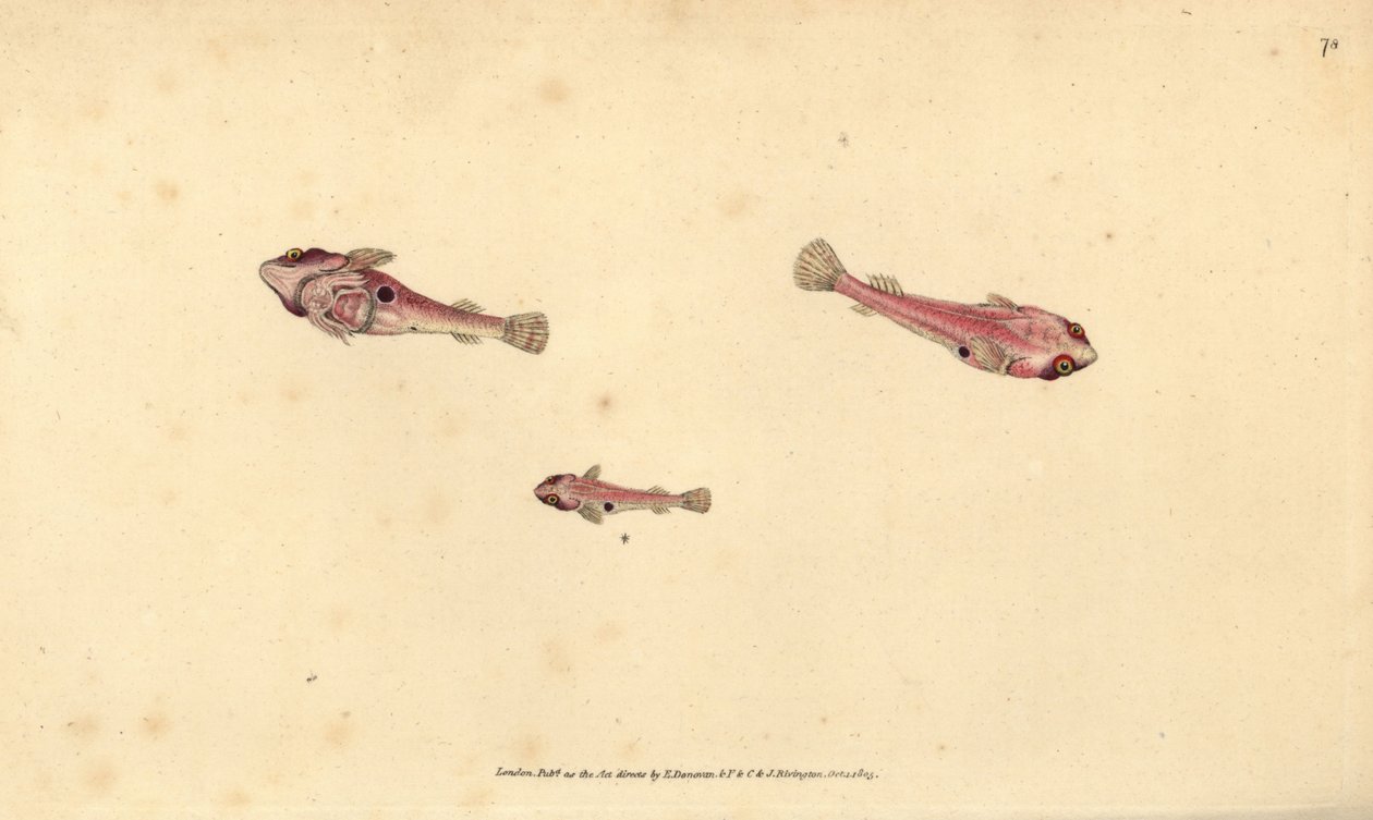 Peixe de duas manchas, Diplecogaster bimaculata bimaculata (Bimaculated sucker, Cyclopterus bimaculatus). Placa de cobre colorida à mão, desenhada e gravada por Edward Donovan da sua História Natural dos Peixes Britânicos, Donovan e F.C. e J. Rivington, Lo de Edward Donovan