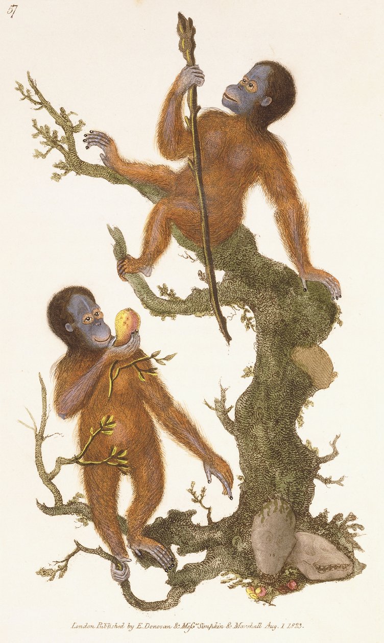 Dois primatas em uma árvore, 1823 de Edward Donovan