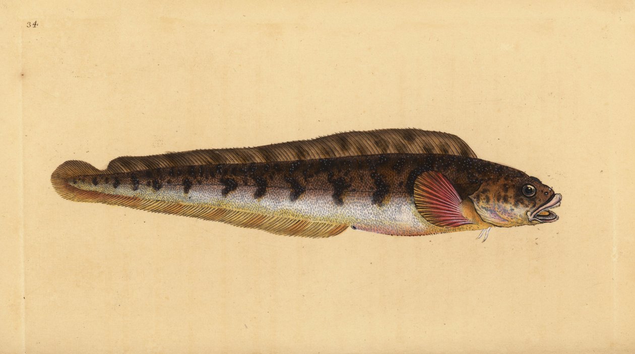 Viviparous eelpout, Zoarces viviparus (Viviparus blenny, Blennius viviparus). Placa de cobre colorida à mão desenhada e gravada por Edward Donovan da sua História Natural dos Peixes Britânicos, Donovan e F.C. e J. Rivington, Londres. de Edward Donovan
