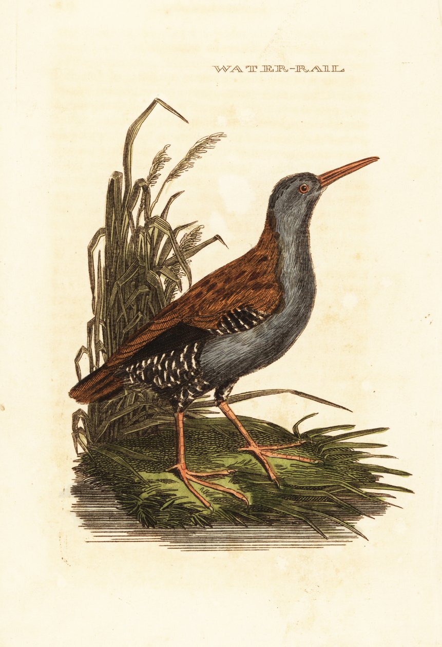 Barra de água, Rallus aquaticus de Edward Donovan