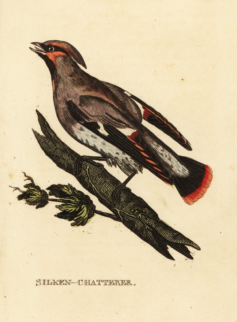 Tagarela de cera ou asa de cera boémia, Bombycilla garrulus de Edward Donovan