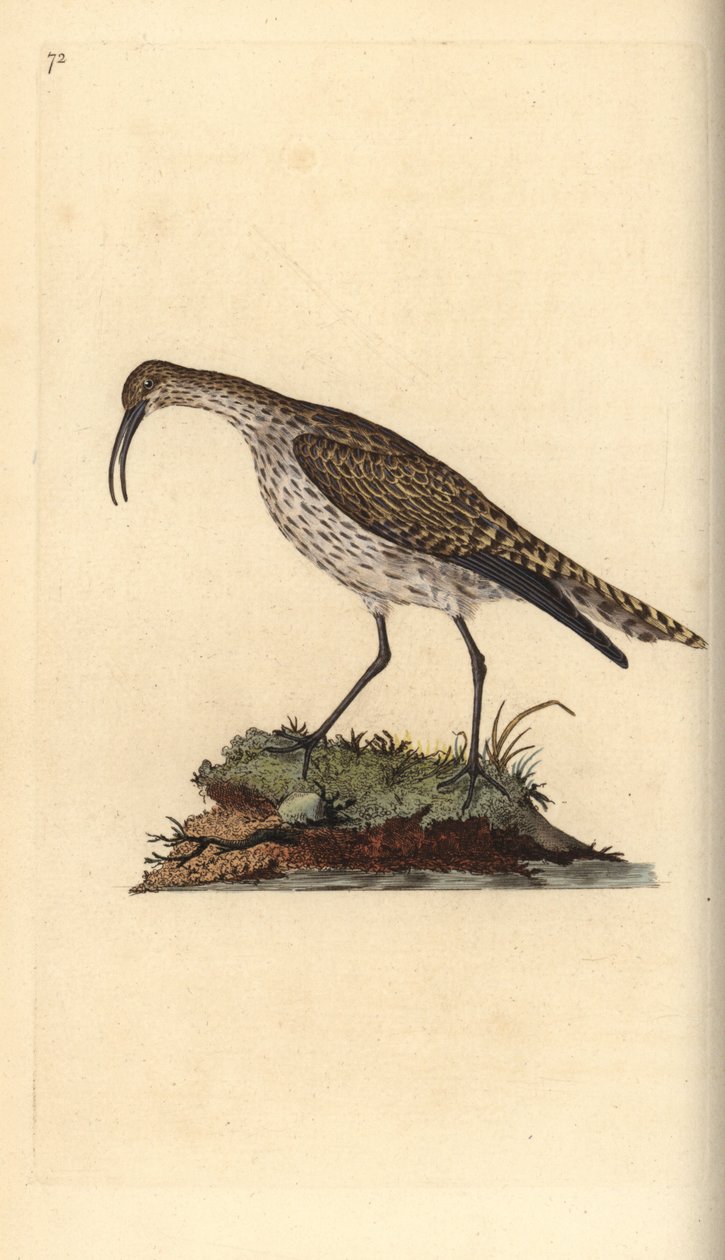 Whimbrel, Numenius phaeopus. Placa de cobre colorida à mão, desenhada e gravada por Edward Donovan a partir de sua própria "Natural History of British Birds", Londres. de Edward Donovan