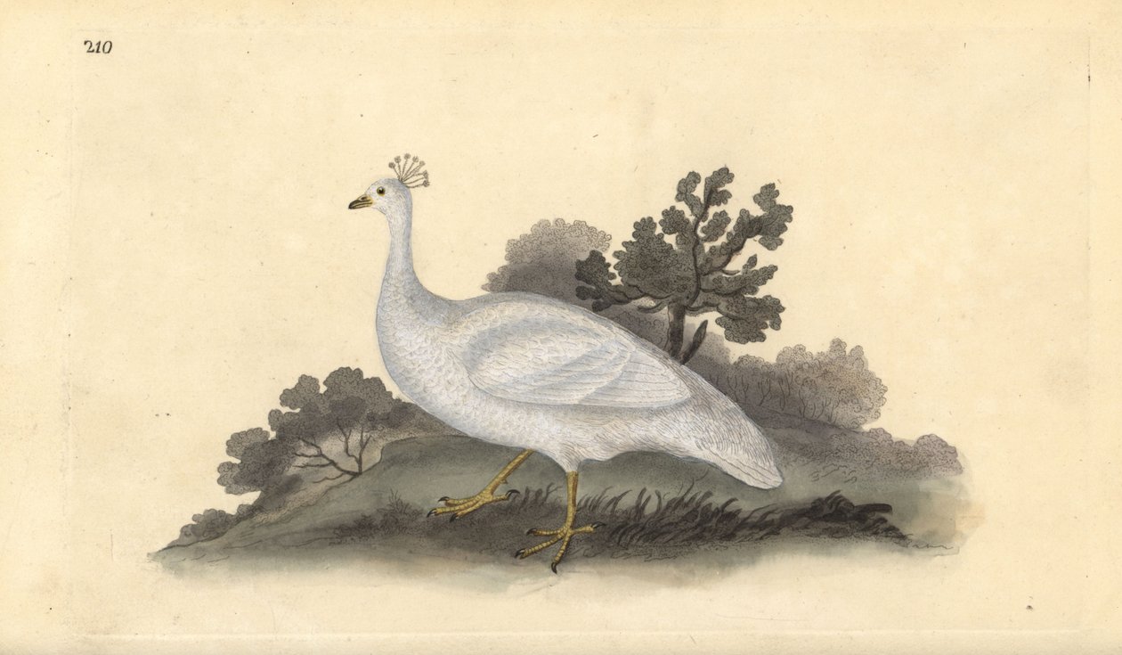 Ave de crista branca (fêmea), Pavo cristatus. Placa de cobre colorida à mão desenhada e gravada por Edward Donovan a partir de sua própria "Natural History of British Birds", Londres. de Edward Donovan