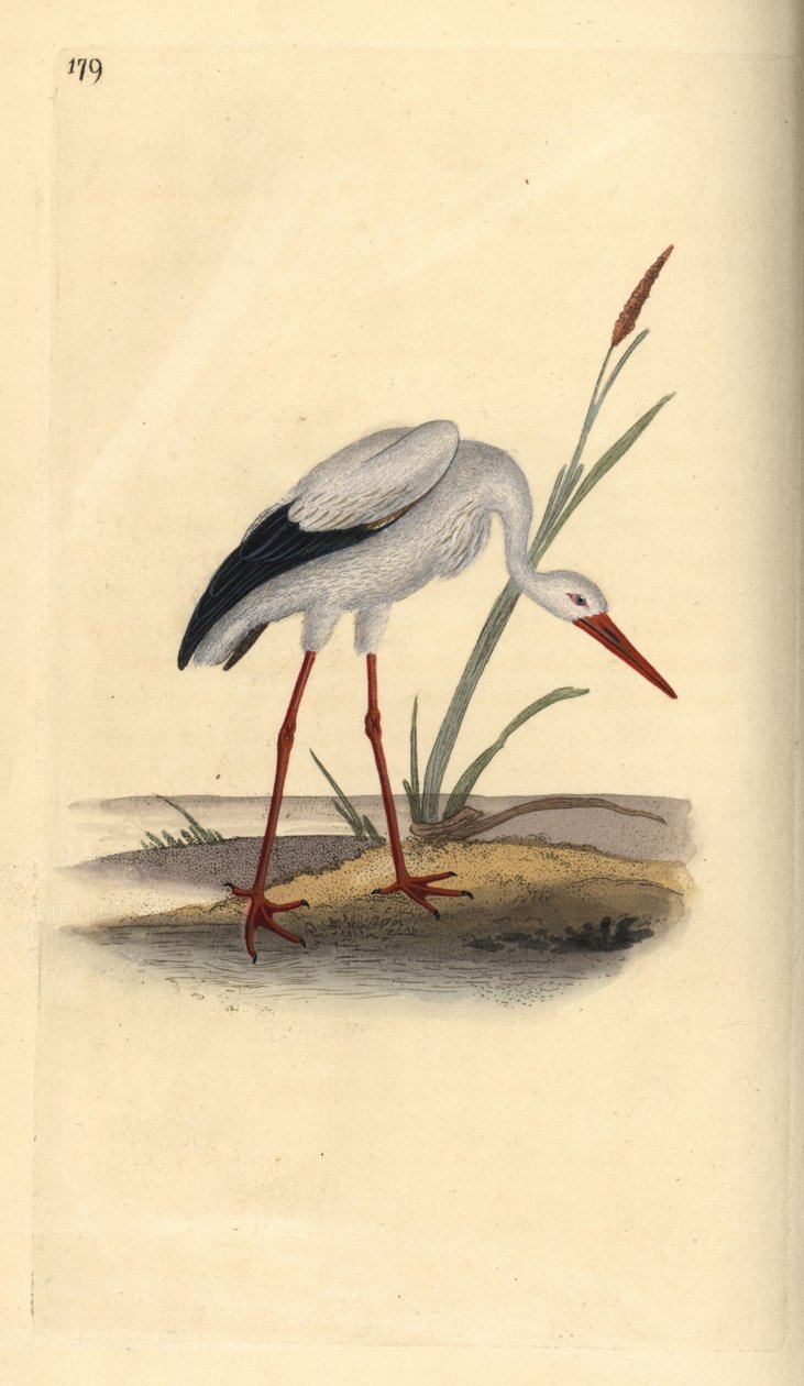Cegonha branca, Ciconia ciconia. Placa de cobre colorida à mão, desenhada e gravada por Edward Donovan a partir de sua própria "Natural History of British Birds", Londres. de Edward Donovan