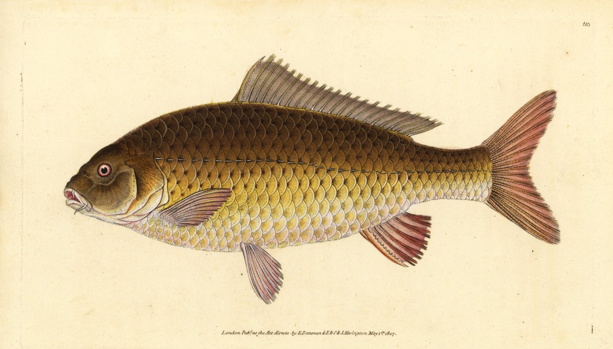 Carpa comum selvagem, Cyprinus carpio. Vulnerável. Placa de cobre colorida à mão desenhada e gravada por Edward Donovan da sua História Natural dos Peixes Britânicos, Donovan e F.C. e J. Rivington, Londres. de Edward Donovan