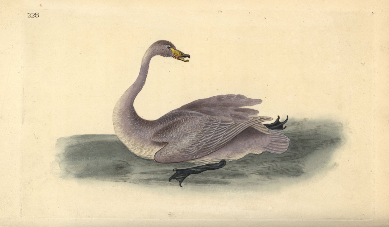 Cisne selvagem (imaturo), Cygnus cygnus, com plumagem em fase de transição para o branco. Placa de cobre colorida à mão, desenhada e gravada por Edward Donovan a partir de sua própria "Natural History of British Birds", Londres. de Edward Donovan