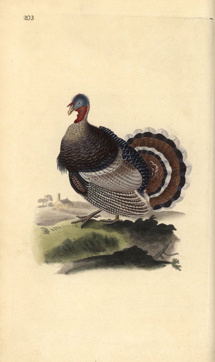 Peru selvagem, Meleagris gallopavo. Placa de cobre colorida à mão desenhada e gravada por Edward Donovan a partir de sua própria "Natural History of British Birds", Londres de Edward Donovan