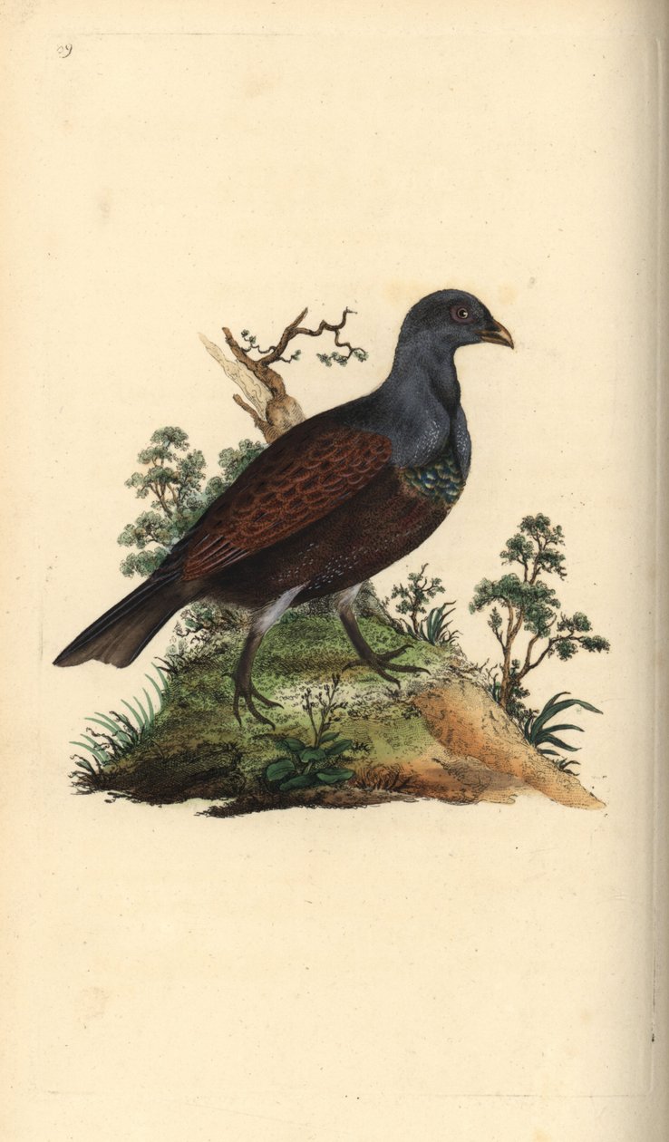 Tetraz de madeira, Tetrao urogallus. Placa de cobre colorida à mão desenhada e gravada por Edward Donovan a partir de sua própria "Natural History of British Birds", Londres de Edward Donovan