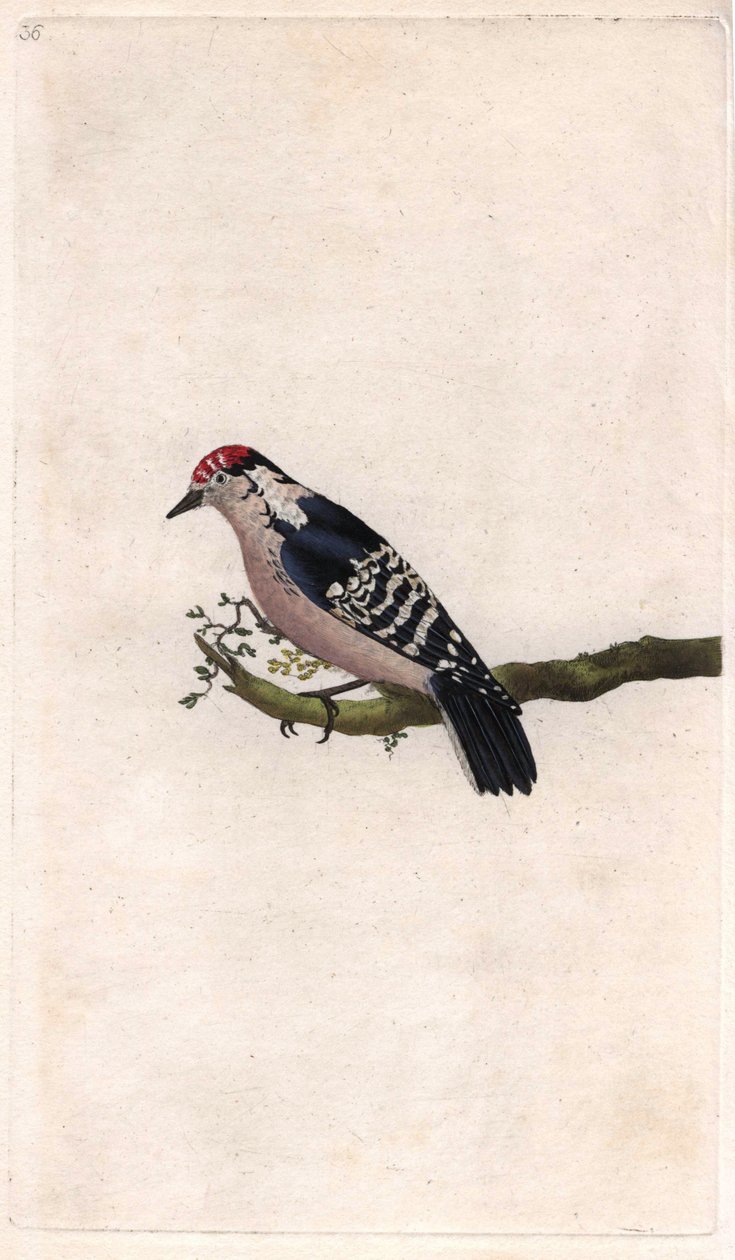 Pica-pau. Dendrocopos minor (Picus minor). Gravura em cobre de Edward Donovan (1768-1837), publicada na Histoire naturelle des oiseaux britanniques, Londres. de Edward Donovan