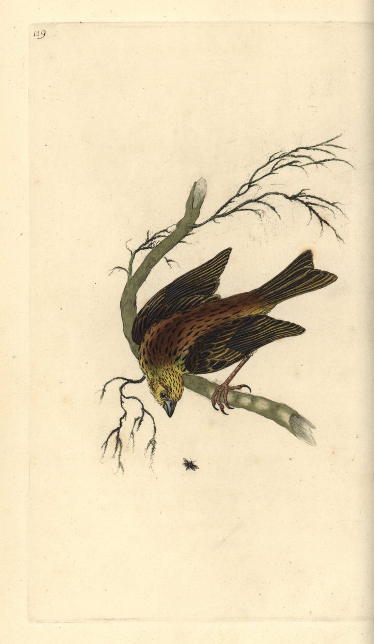 Yellowhammer, Emberiza citrinella. Placa de cobre colorida à mão, desenhada e gravada por Edward Donovan a partir de sua própria "Natural History of British Birds", Londres. de Edward Donovan