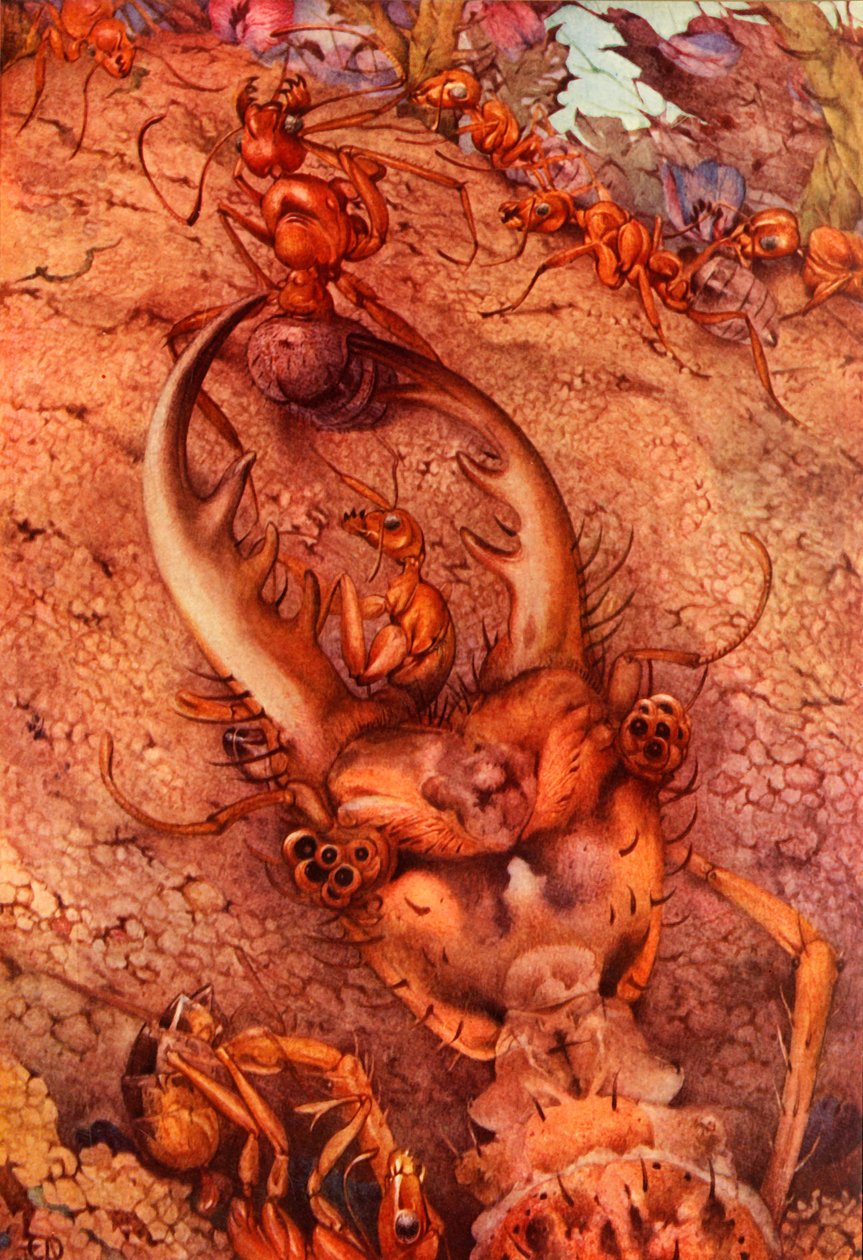 O leão-formiga, 1914. DELETE - artista em direitos autorais de Edward Julius Detmold