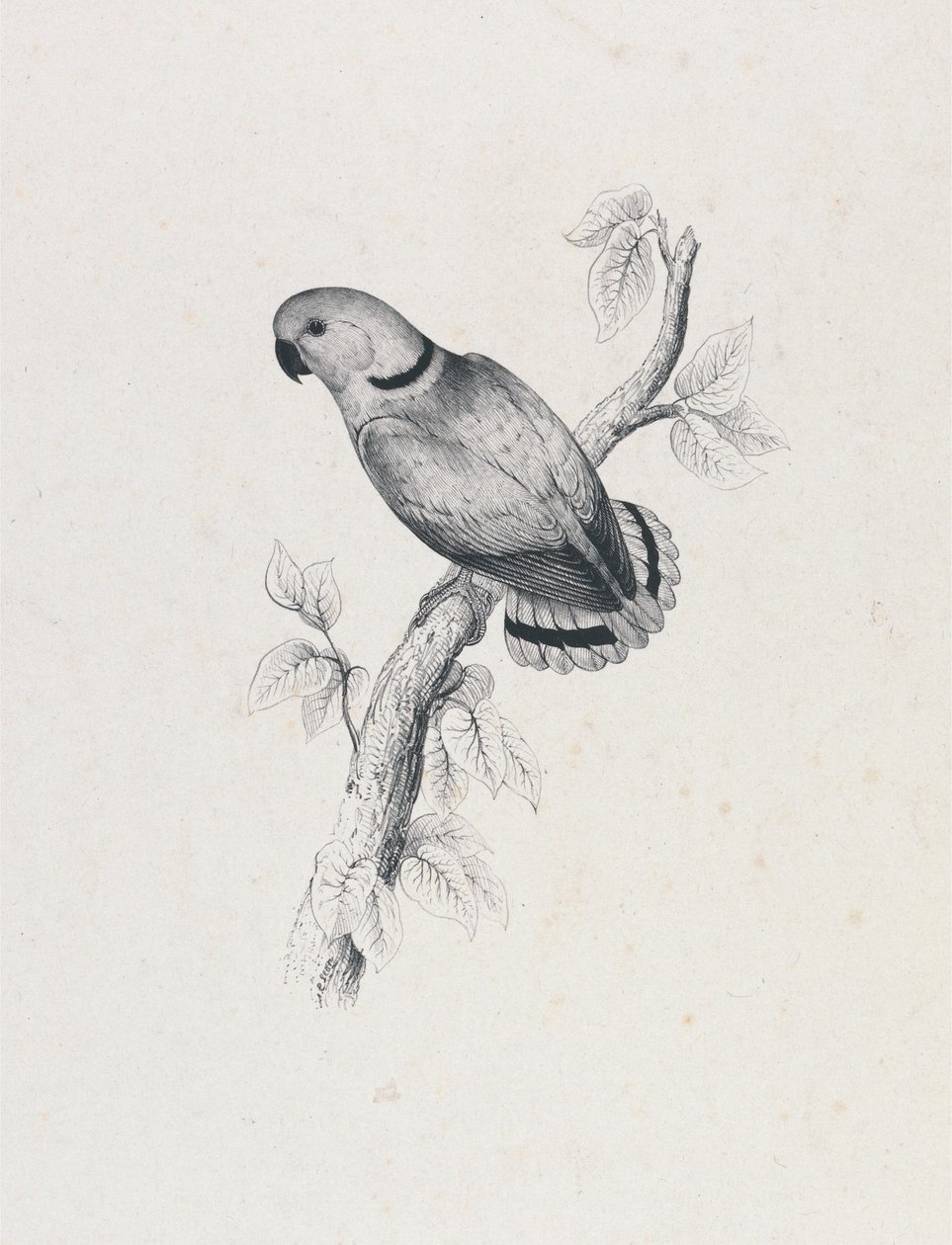 (Periquito de Swindern) (Lâmina 42) de Edward Lear