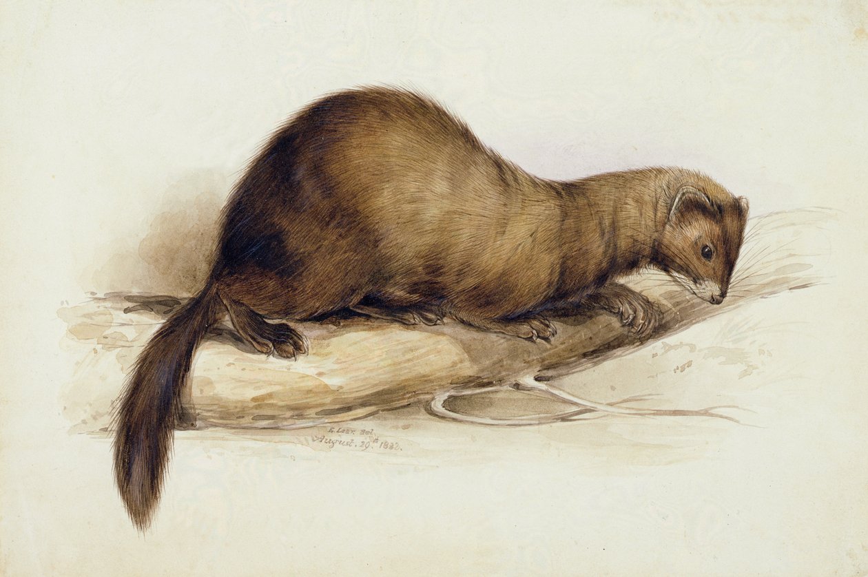 Uma doninha de Edward Lear