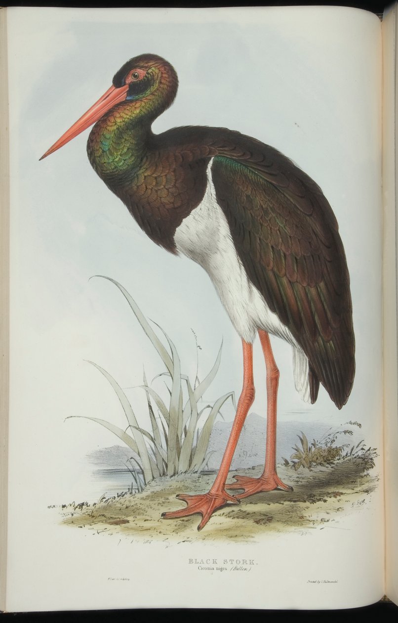 Cegonha-preta, de &39;The Birds of Europe&39;, de John Gould de Edward Lear