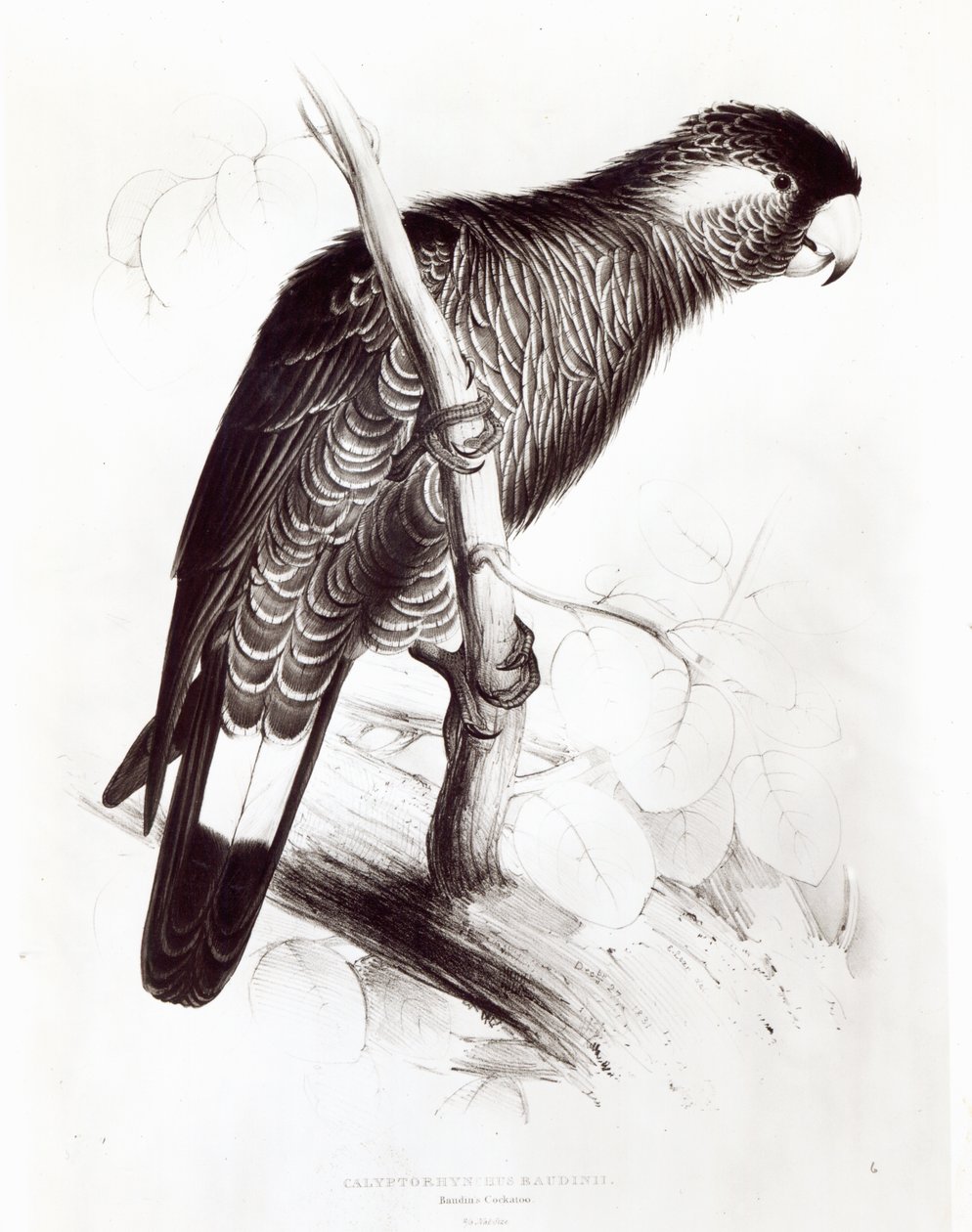 Calyptorhynchus Baudinii, ou cacatua de Baudin, 1832 (litho) (foto do bw) de Edward Lear