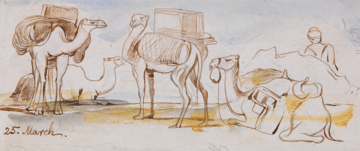 Camelos de Edward Lear