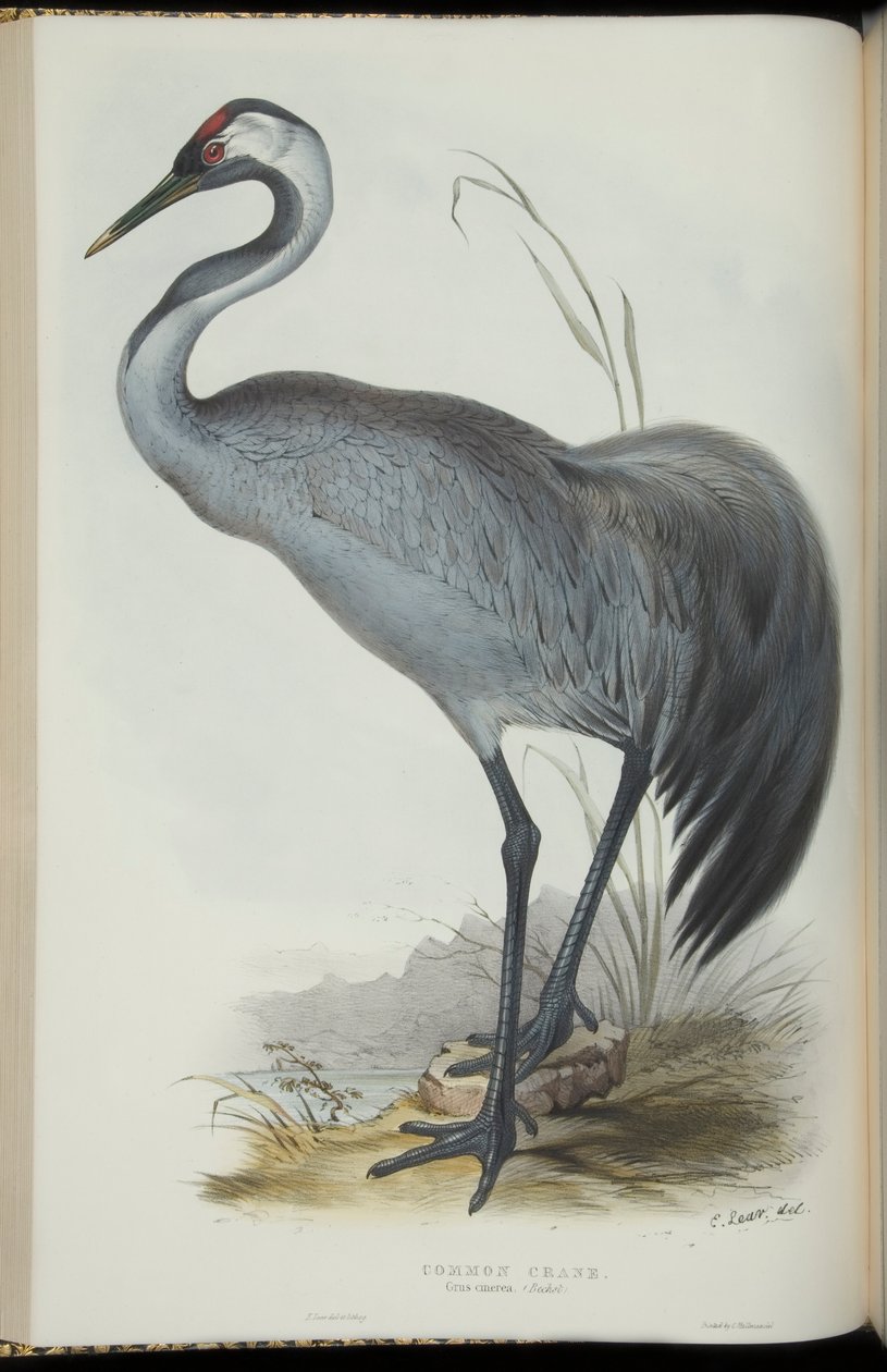 Common Crane, de &39;The Birds of Europe&39;, de John Gould de Edward Lear
