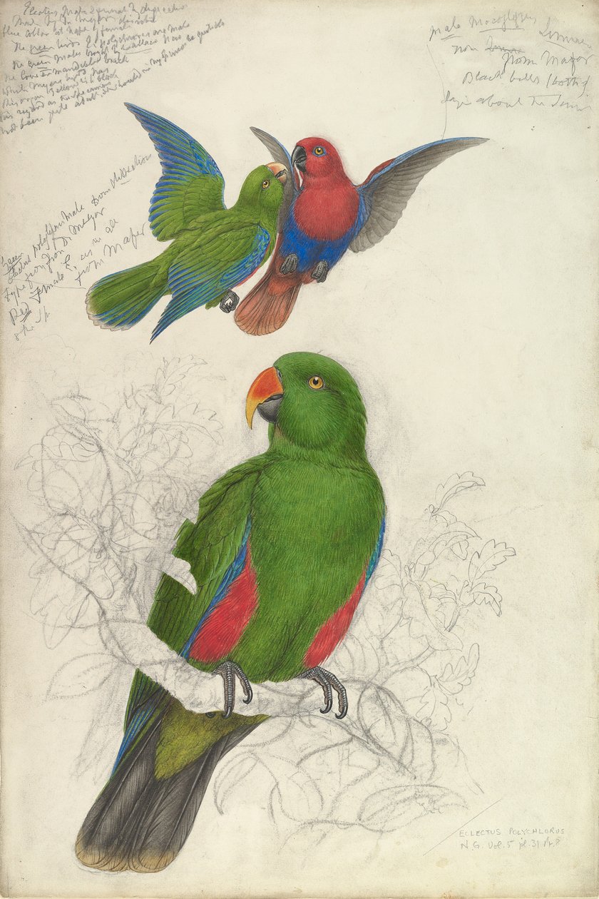 Eclectus Roratus Polychloros, ca. 1830-32. de Edward Lear