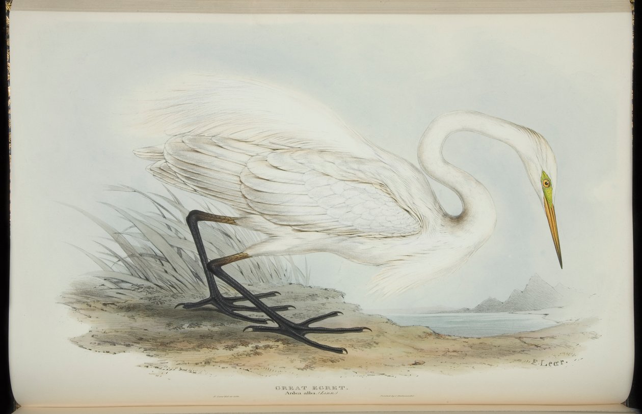 Garça-branca-grande, de &39;The Birds of Europe&39;, de John Gould de Edward Lear