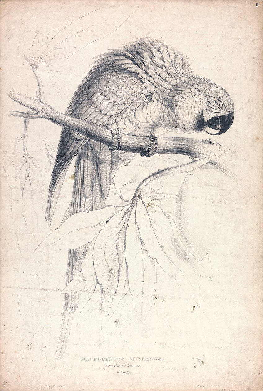 Macrocerus Ararauna / Arara-azul-e-amarela / 2/3 do tamanho natural (Placa 8) de Edward Lear