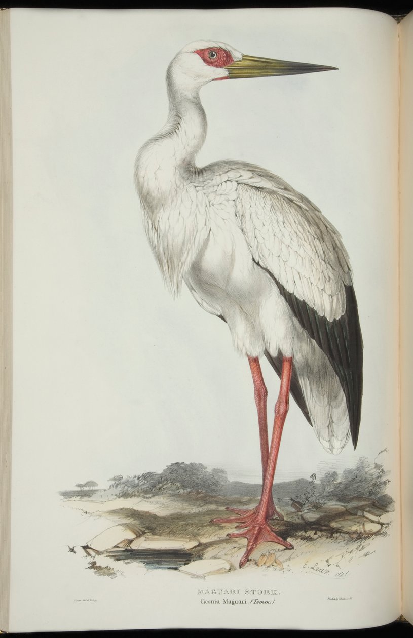 Cegonha Maguari, de &39;The Birds of Europe&39;, de John Gould de Edward Lear
