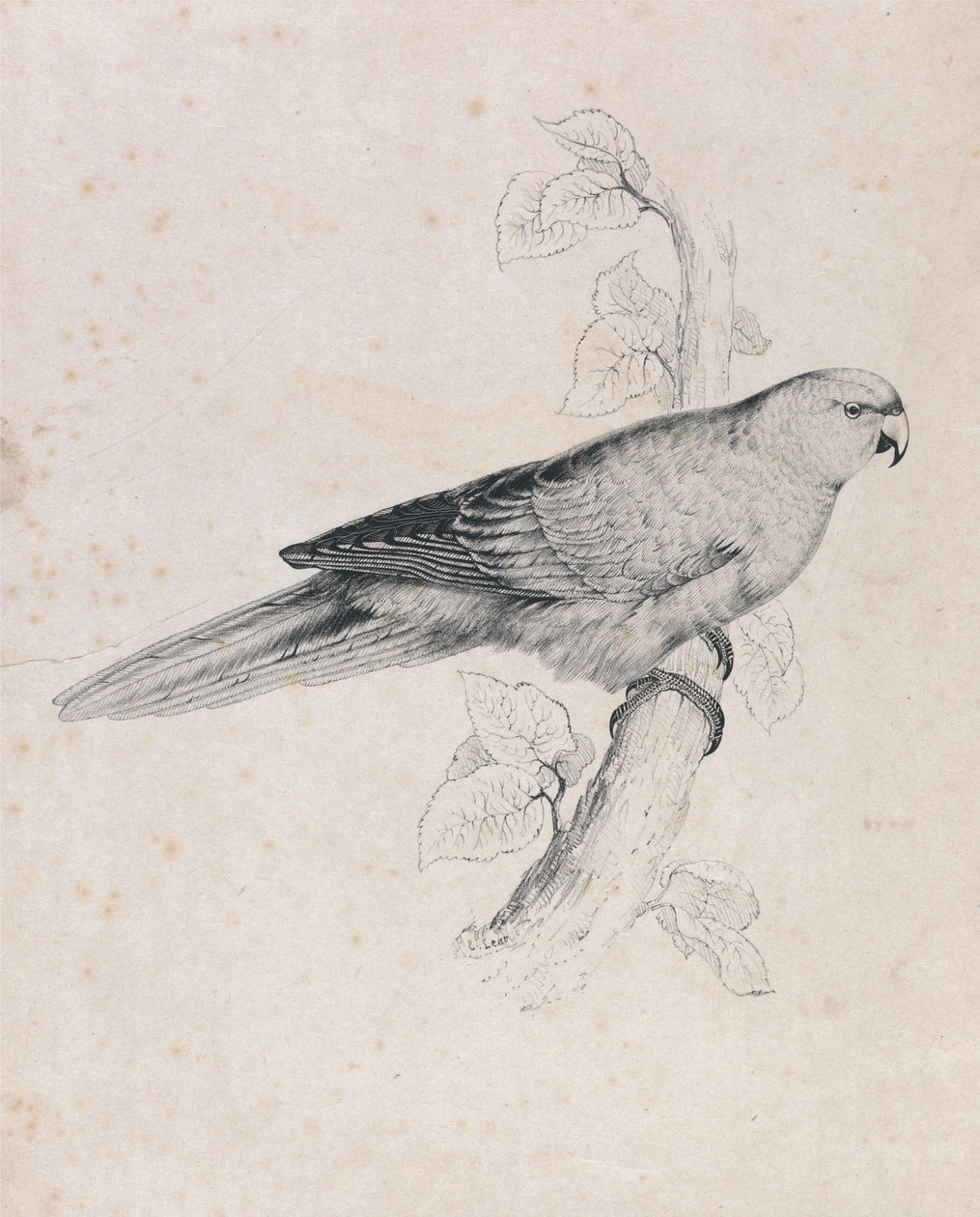 Periquito do Pacífico (Lâmina 26) de Edward Lear