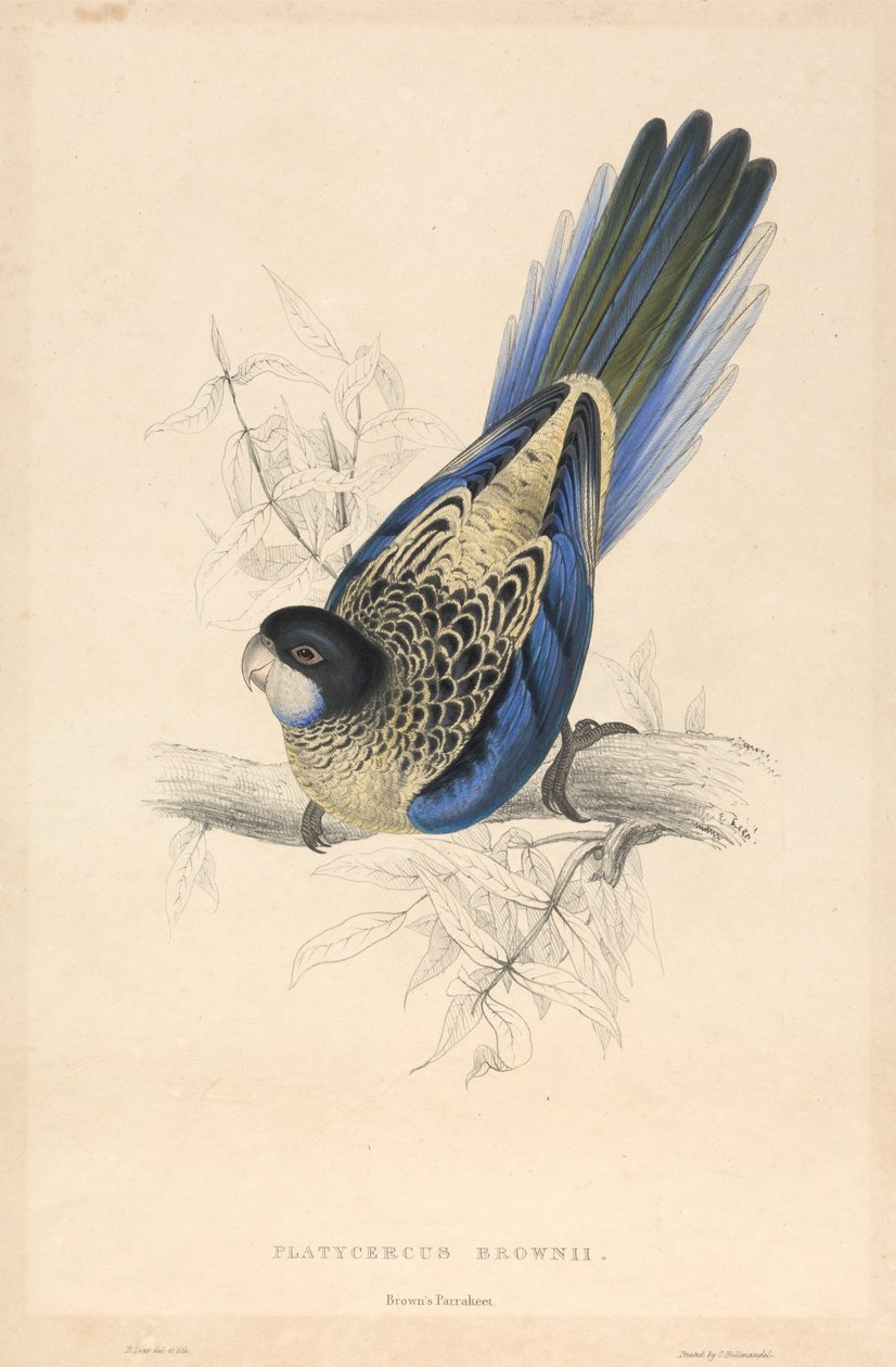 Platycercus Brownii / Periquito de Brown de Edward Lear