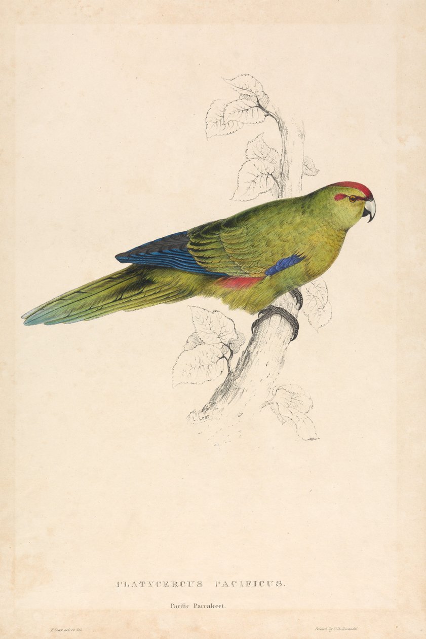 Platycercus Pacificus / Periquito do Pacífico (Lâmina 26) de Edward Lear
