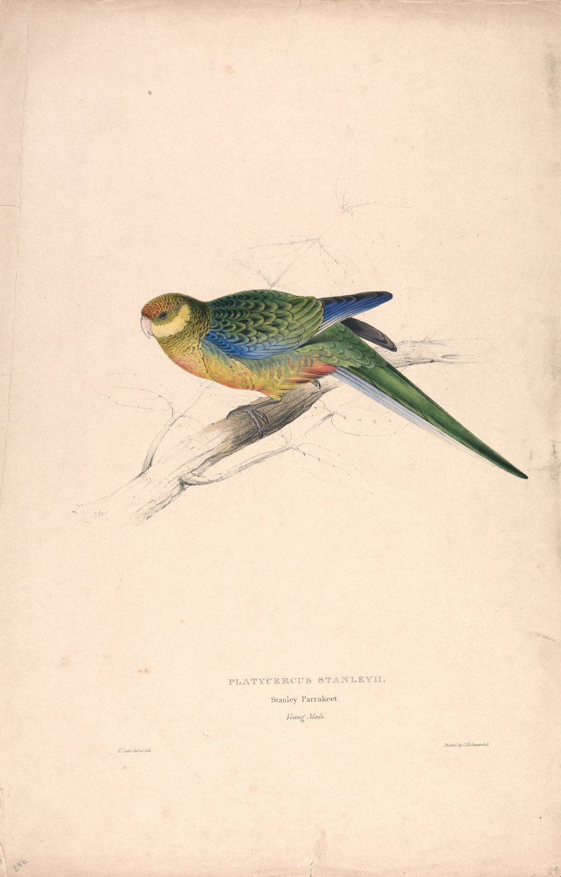 Platycercus Stanley II / Periquito-de-Stanley (macho jovem) (Lâmina 24) de Edward Lear