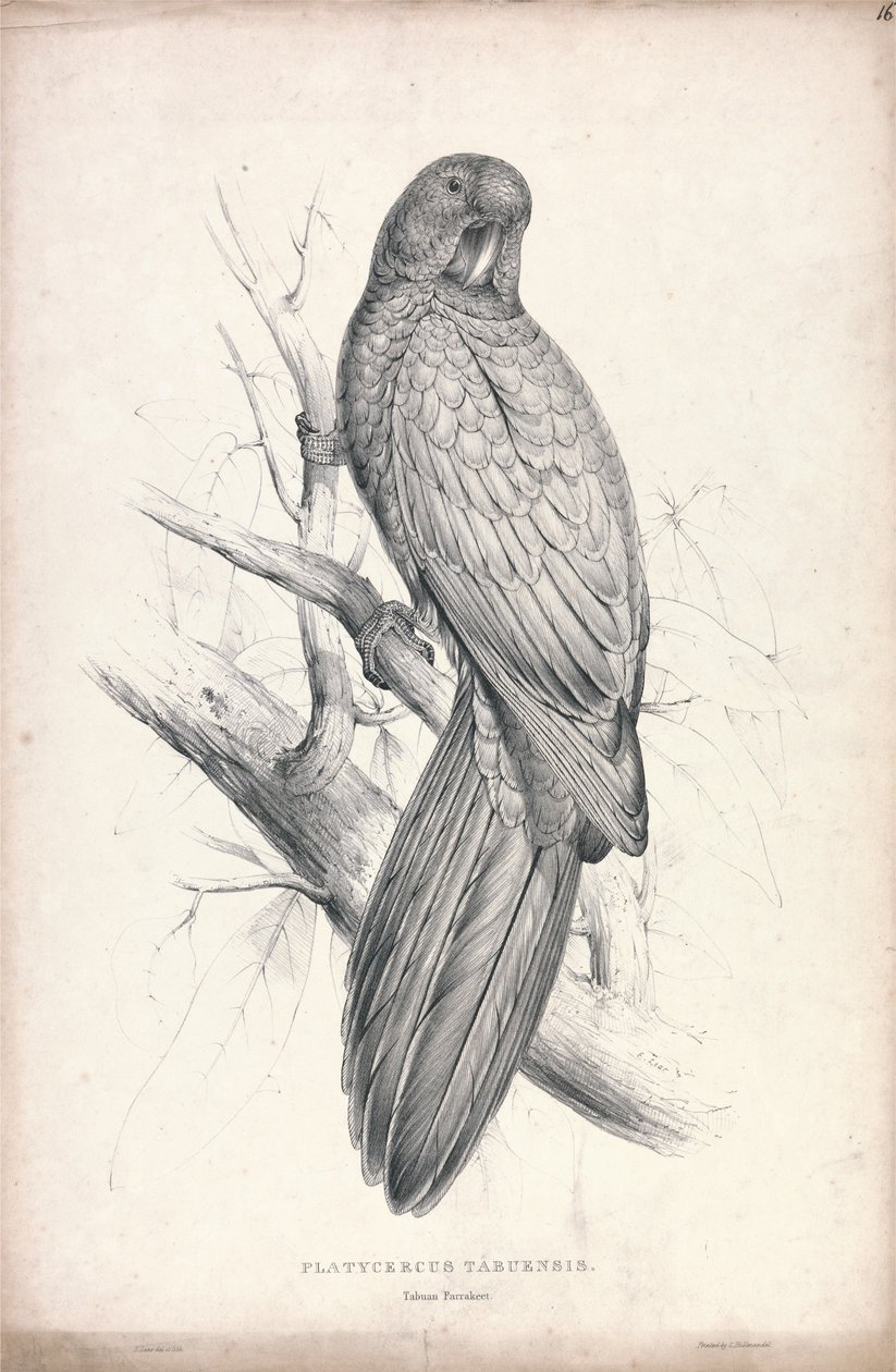 Platycereus Tabuensis / Cacatua de Tabu (Placa 16) de Edward Lear