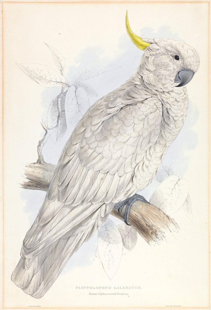 Plyctolophus Galeritus. Grande Cockatoo com crista de enxofre. de Edward Lear